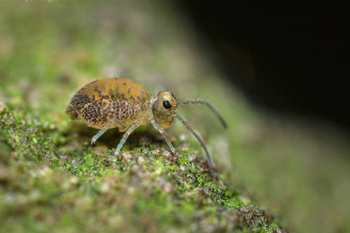 The "novel" Katiannid springtail currently designated [i]Katiannidae genus nov.1 sp. nov.[/i]. On a wall, Staffordshi…