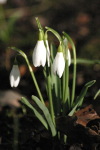 1  Snowdrops 2