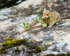 American Pika collecting vegetation for storage as food, Moraine Lake