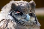 Milky Eagle Owl - DSC_5250