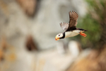 Horned Puffin flying from cliff out to sea, Duck Island, Alaska