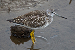 Greater Yellowlegs (juvenile)