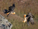 Bearded Vultures