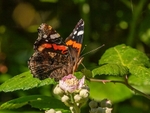 Red Admiral