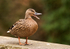 Mallard