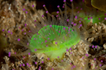 Corynactis viridis