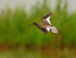 Redshank on landing approach to Greenaways at Otmoor
