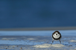 Two-banded Plover, legs apart, Sea Lion Island
