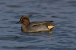 Teal (male)