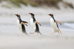 Three Gentoos running, Leopard Beach, Carcass Island, Falklands