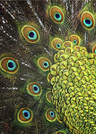 Peacock Plumage