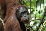 Orangutan close-up.
