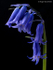 Bluebell (01)