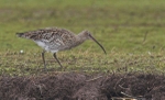 Curlew