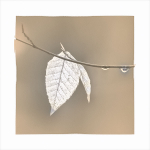 BEECH LEAF IN RAIN - BACKUS WOODS