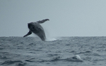 Humpback whale