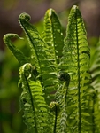 Fiddleheads 01 C