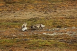 Arctic foxes 3816