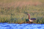 Red-throated Diver on nest, Floi, Iceland