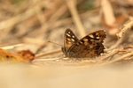 Speckled Wood, ground level shot, Worth Matravers, Dorset