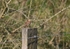 Woodlark