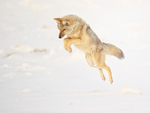 Coyote pounces, Yellowstone National Park, Wyoming, USA