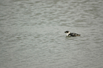 Little Auk