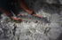 Bonefish Release.
