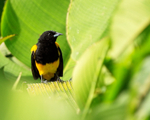Black-cowled Oriole (adult), Costa Rica