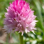 Widder's Vanilla orchid (Nigritella widderi syn Gymnadenia widderi) 