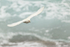 Snowy Sheathbill flying, sea background, Saunders Island, Falklands