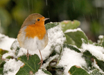 Robin