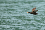 Surf Scoter portfolio