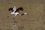 Chilean Flamingo (immature) running, Machuca, Chile