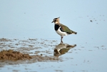 Lapwing