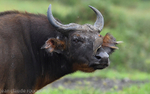 Buffalo