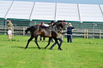SBM_00951