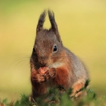 Red Squirrel