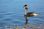 Great Crested Grebe