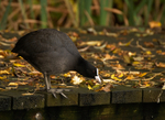 Coot
