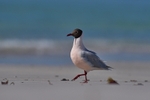Brown-hooded Gull