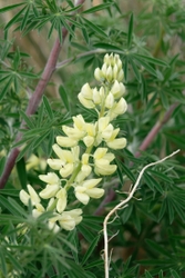 Fife_Wild Lupin 0023