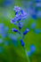 Flower  - 4812