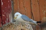 Kittiwake
