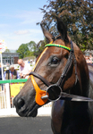 Race 1 14.00pm Sky Bet Go-Racing-In-Yorkshire Summer Festival EBF Fillies' Novice Stakes portfolio