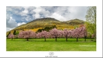 Alva Park blossom_Panorama