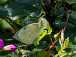 Large White