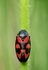 Froghopper II