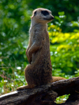 Meerkat - P1070324