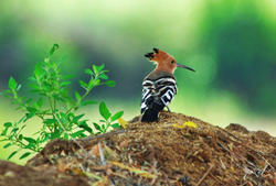 Hoopoe bird in Ramathra village, Rajasthan